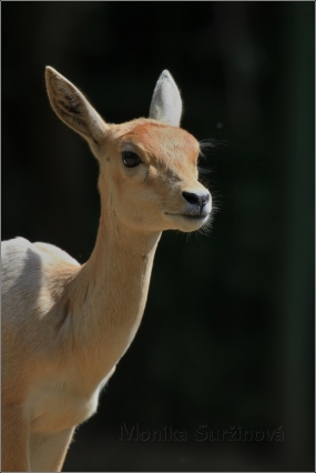 <p>ANTILOPA JELENÍ (Antilope cervicapra) ZOO Ústí nad Labem</p>